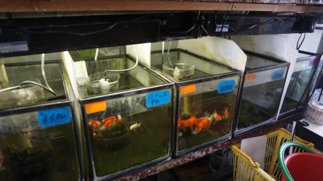 初心者も つりぼり金ちゃん で釣り体験 Scramble スクランブル