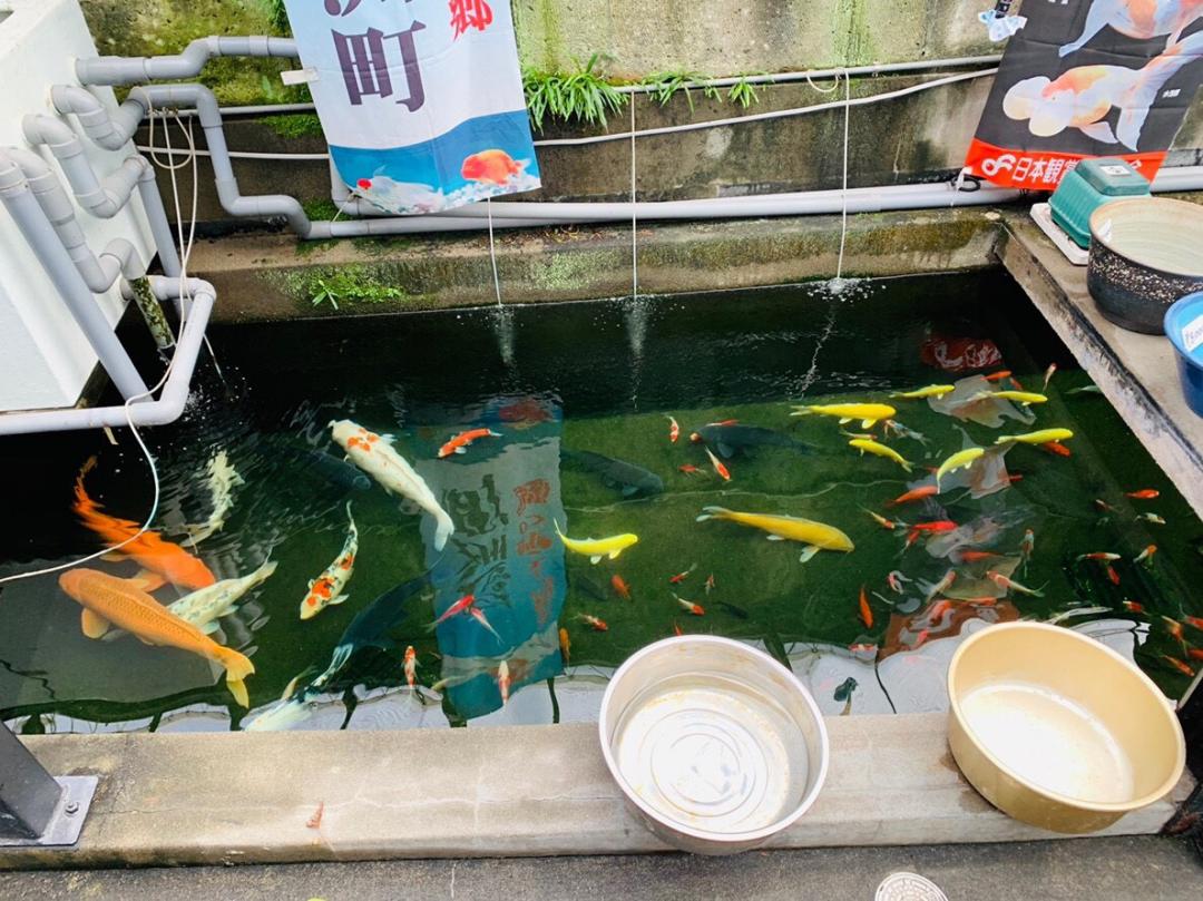 東大の近く 釣りも楽しめる喫茶店 金魚坂 Scramble スクランブル