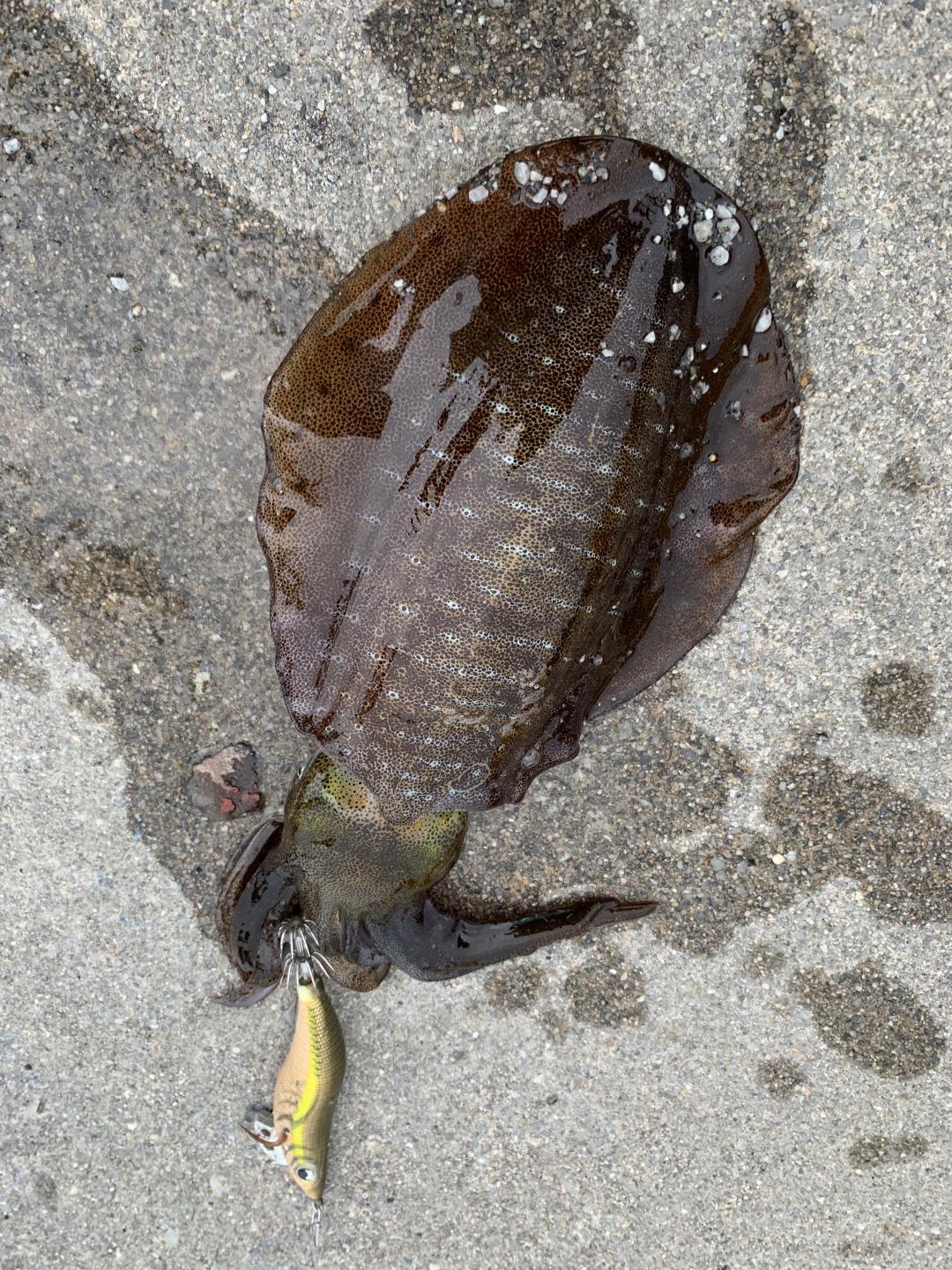 沖縄で釣れた 謎の クワイカ を食べてみた Scramble スクランブル